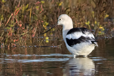 Avocette d'AmriqueAmerican Avocet