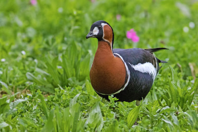 Bernache  cou rouxRed-breasted Goose