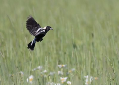 Goglu des présBobolink