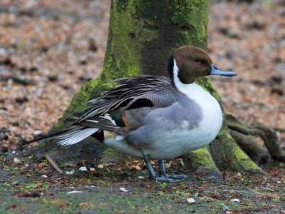 Canard PiletNorthern Pintail