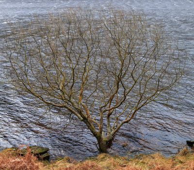 Escher's tree?
