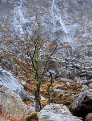 Trees and waterfalls