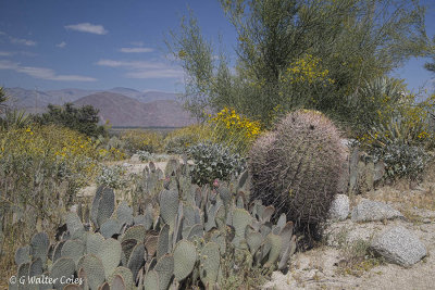 Desert Wildflowers Anza Borrego 3-31-17 (3).jpg
