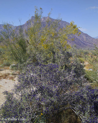 Desert Wildflowers Anza Borrego 3-31-17 (9).jpg