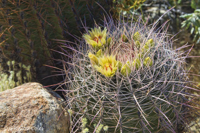Desert Wildflowers Anza Borrego 3-31-17 (10).jpg