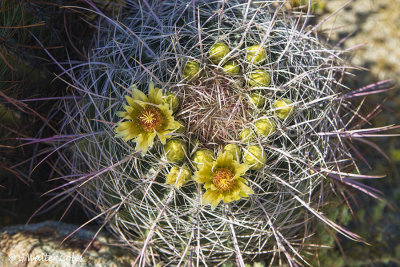 Desert Wildflowers Anza Borrego 3-31-17 (12).jpg