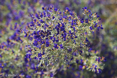 Desert Wildflowers Anza Borrego 3-31-17 (13).jpg