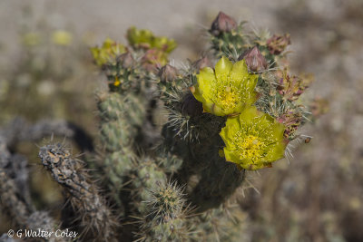 Desert Wildflowers Anza Borrego 3-31-17 (14).jpg