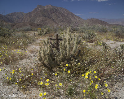 Desert Wildflowers Anza Borrego 3-31-17 (16) Cross.jpg