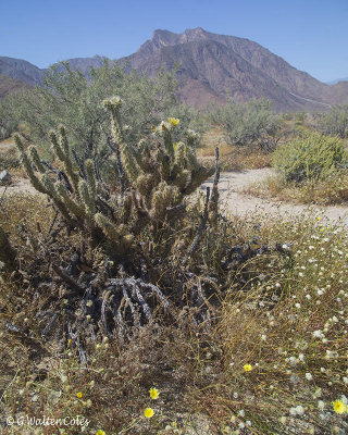 Desert Wildflowers Anza Borrego 3-31-17 (21).jpg
