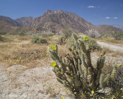 Desert Wildflowers Anza Borrego 3-31-17 (32).jpg