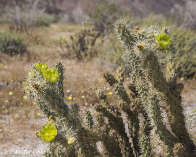 Desert Wildflowers Anza Borrego 3-31-17 (33).jpg