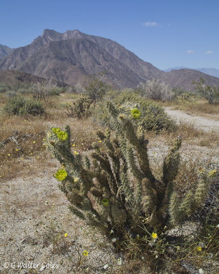 Desert Wildflowers Anza Borrego 3-31-17 (34) Catcus.jpg