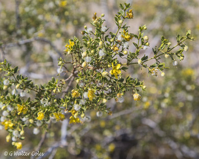 Desert Wildflowers Anza Borrego 3-31-17 (36).jpg