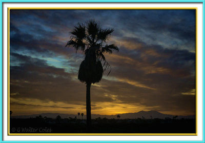 Sunrise Palms 4-26-17 5 Vign F 2.jpg