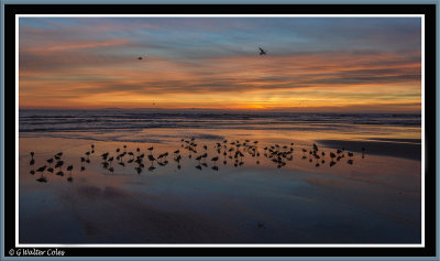 Sunset 1-17-17 Gulls HB (38) Matte Frame.jpg