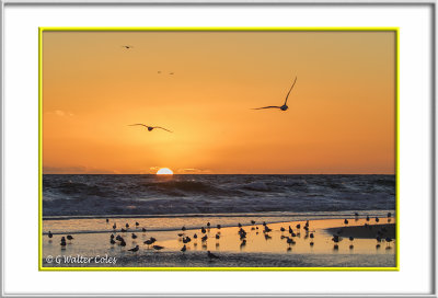 Sunset birds 3-5-17 100-400II (16) Frame2.jpg