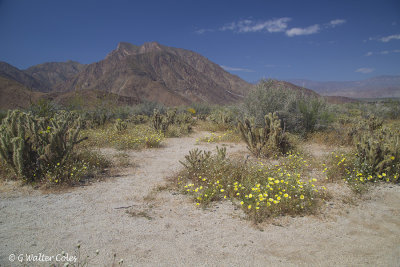 Desert Wildflowers Anza Borrego 3-31-17 (15).jpg