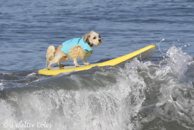 Surf Dog Events 9-23-17 (2).jpg