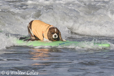 Surf Dog Events 9-23-17 (3).jpg
