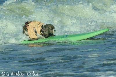Surf Dog Events 9-23-17 (10) Cocker.jpg