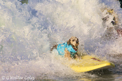 Surf Dog Events 9-23-17 (15).jpg