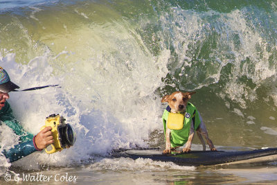 Surf Dog Events 9-23-17 (16) Photog.jpg