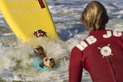 Surf Dog Events 9-23-17 (17) Wipeout.jpg