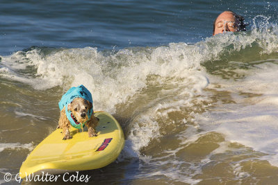 Surf Dog Events 9-23-17 (18).jpg