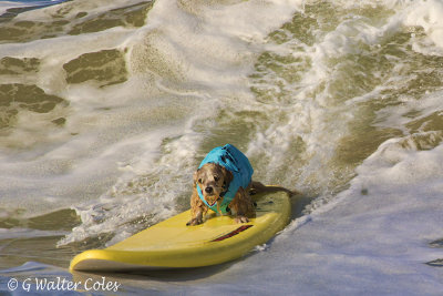 Surf Dog Events 9-23-17 (20).jpg