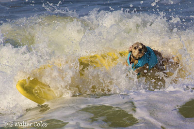 Surf Dog Events 9-23-17 (22).jpg