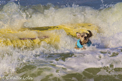 Surf Dog Events 9-23-17 (23) Wipeout.jpg