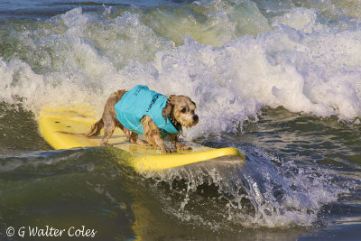 Surf Dog Events 9-23-17 (25).jpg