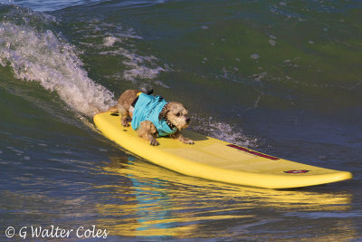 Surf Dog Events 9-23-17 (29).jpg