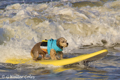 Surf Dog Events 9-23-17 (31).jpg