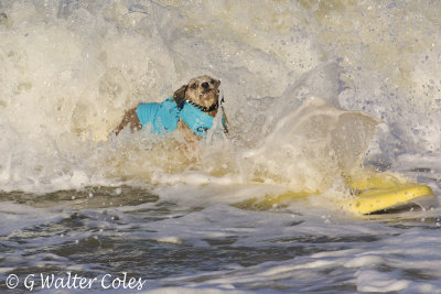 Surf Dog Events 9-23-17 (35).jpg