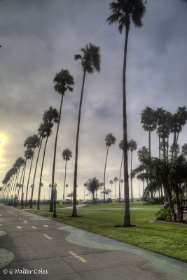 HDR Balboa 10-10-17 (22) Palms.jpg