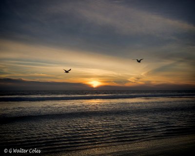 Sunset 12-31-17 Seagulls (2) Vign.jpg