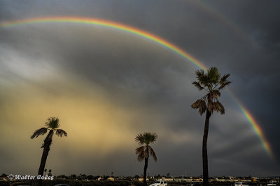 Rainbow_Magnolia_Palms_12618_1_CC_T5_Studio_W.jpg