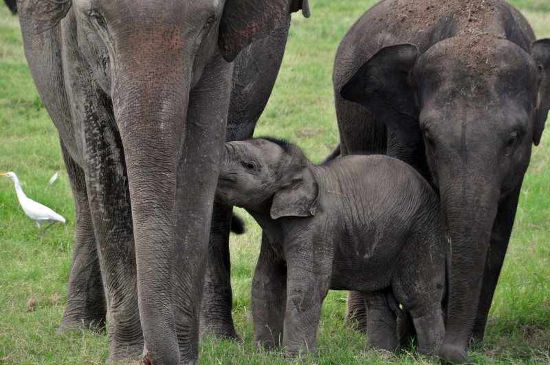 Baby elephant,,,