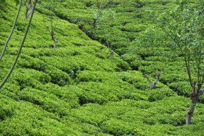 Tea fields...