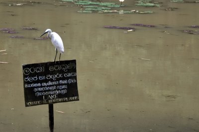 DSC_0017.JPG