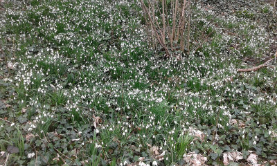 Bientt le printemps :-))))