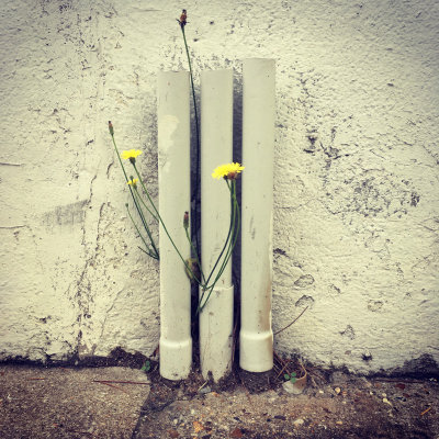 Blooming pipes