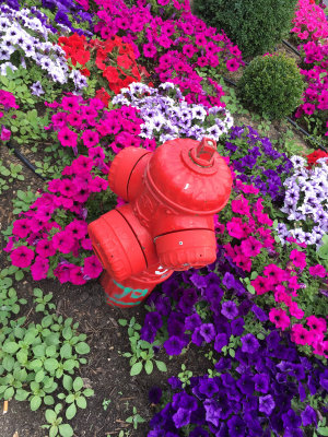 A special flower