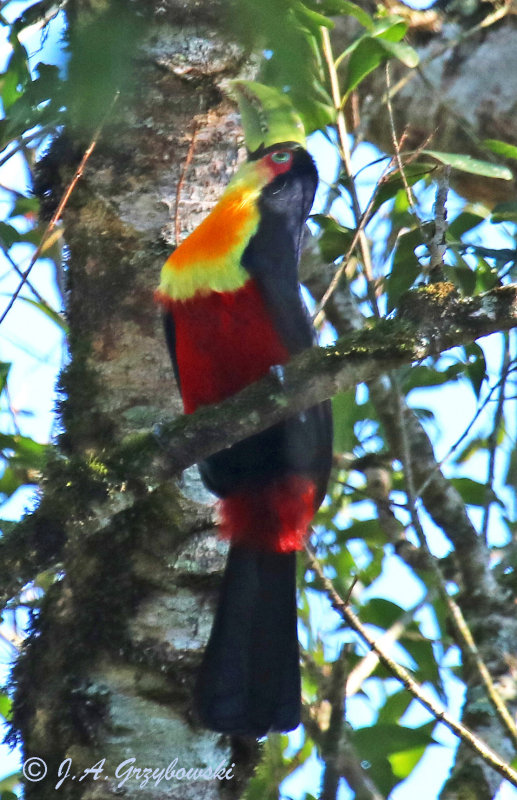 Red-breasted Toucan