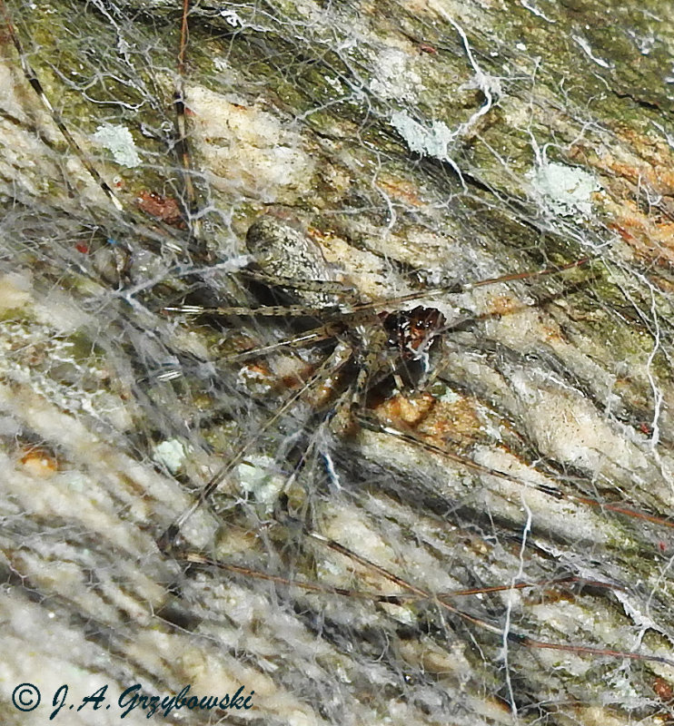 Lampshade Weaver (Hypochilus coylei)