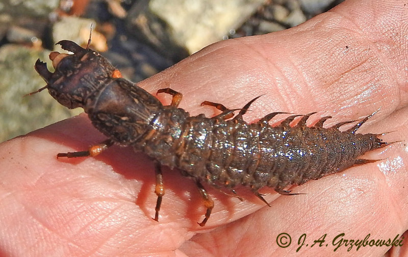 Hellgrammite