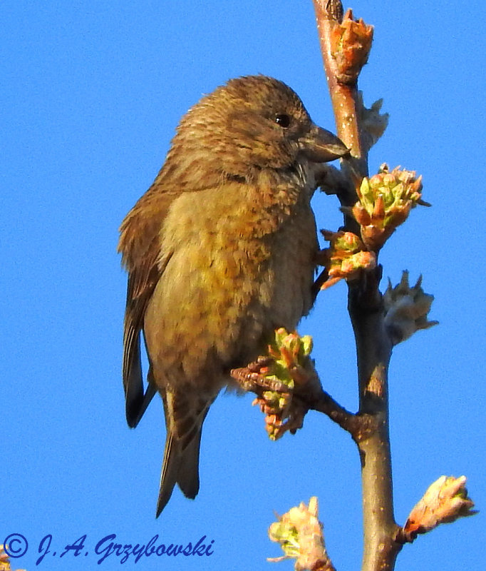 Red Crossbill