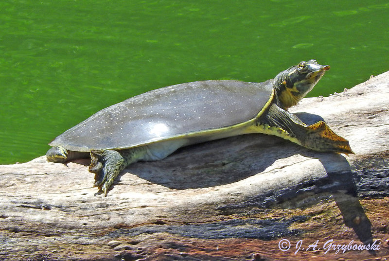 Guadalupe Spiny Softshell (Apalone spinifera guadalupensis)